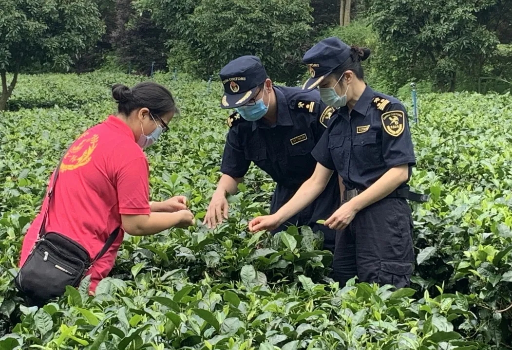 茶葉出口需要辦理什么手續(xù)？